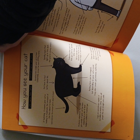 How to tell if your cat is plotting to kill you - Picture 3 of 12